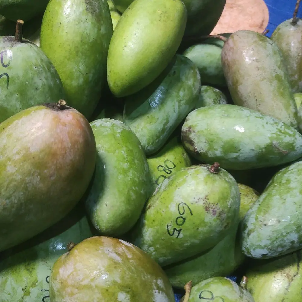 1 Kg isi 2 free sambal