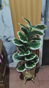 Product Review of TANAMAN ARTIFICIAL KETAPANG  PUTIH 23DAUN(sudah+pot) from E**a Y**i 0