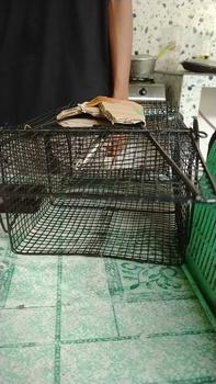 Product Review of Perangkap/Jebakan Tikus Warna Hitam from A**a 1