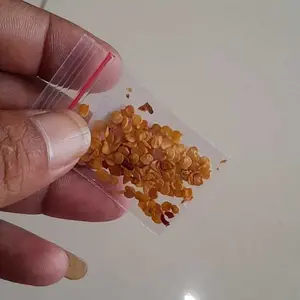 BIJI BENIH CABE MAHKOTA MERAH DOMPOL 100 BUTIR