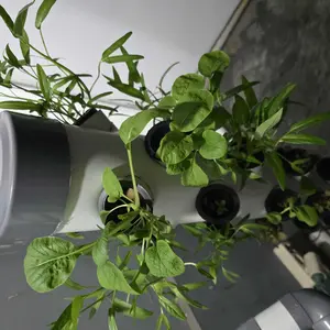 Mainan Gigit Anjing Bentuk Beer Bottle with Tennis Ball , Squeaky Toys , Gigitan Anjing