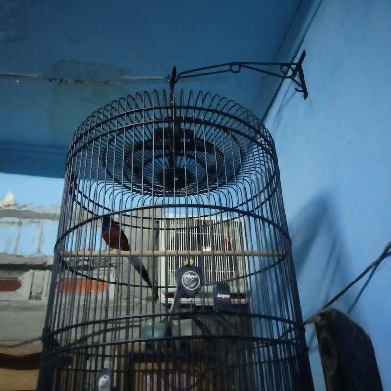 Gantungan sangkar burung murai dll 2
