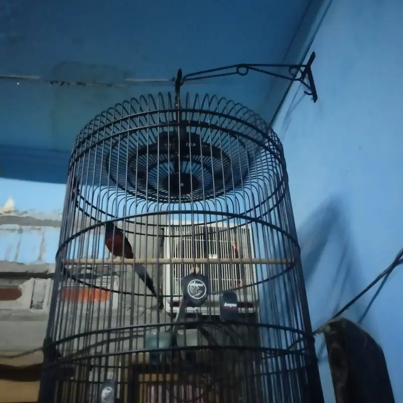 Gantungan sangkar burung murai dll 2
