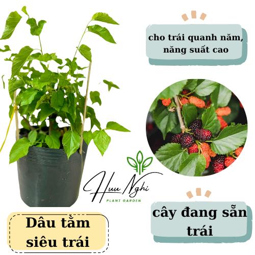 Cây giống Dâu tằm siêu trái, cây dâu tằm, cây sẵn trái