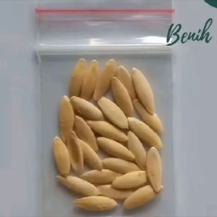 Benih pisang ulin/marlin murah berkualitas 4