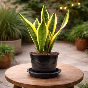 Tanaman Hias Lidah Mertua+Pot+Media, Tanaman Hias Sensivera/Lidah Mertua