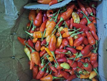Product Review of Cabe Rawit kemasan 500gr Pedas from N**y L**o 0