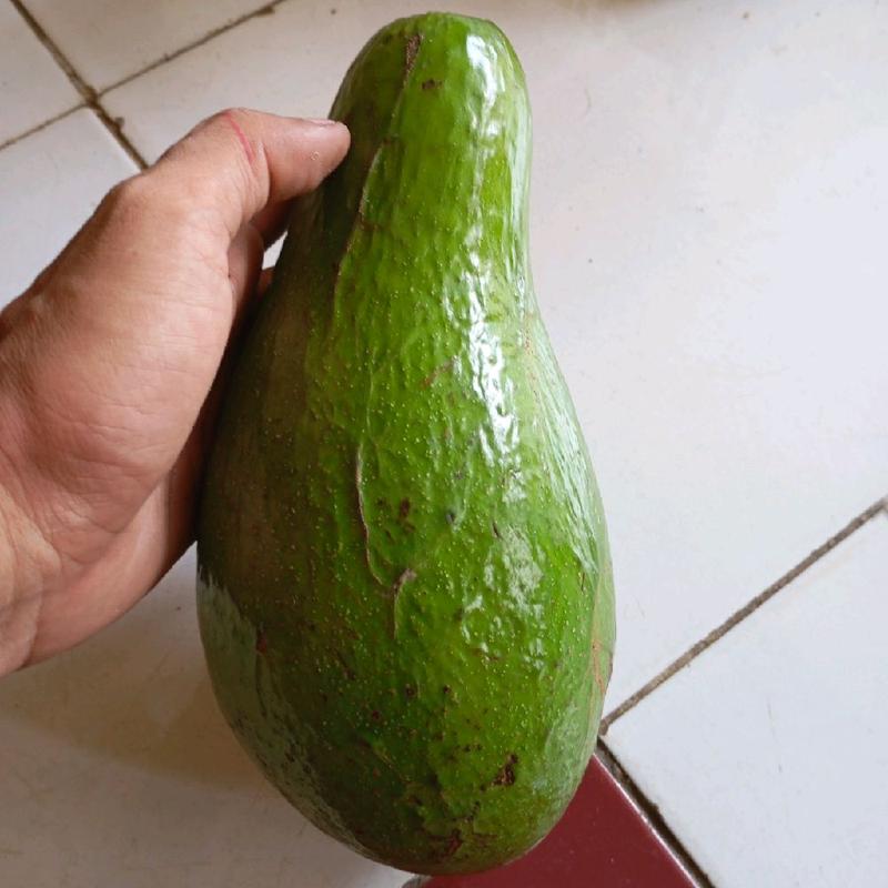Alpukat mentega Reguler 1KG (isi 3 Buah) hass 0