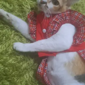 Baju Kucing Dress Baju Anjing Motif Kotak