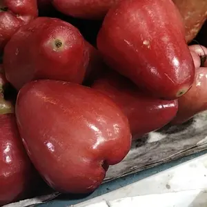 KOTAKIN Sikat WC Lantai Ubin Toilet Dinding Kamar Mandi Gagang Multifungsi Bathroom Brush