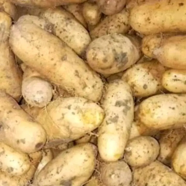 gembili mbili gembolo super makanan desa sehat 3