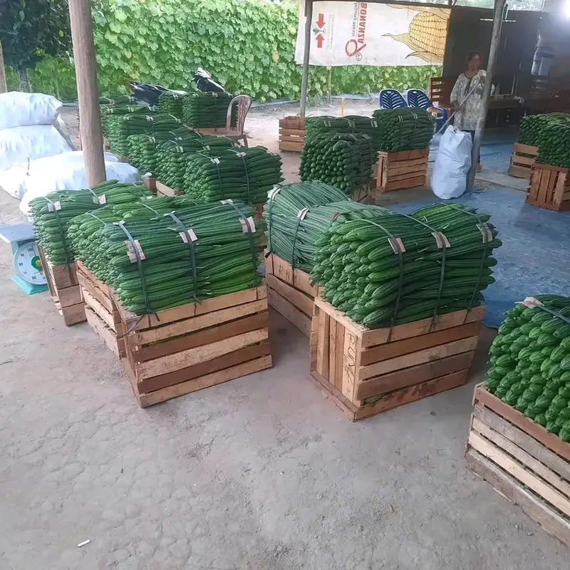Benih Bibit Gambas Oyong Anggun Tavi F1 (Tahan Virus, mudah Merambat dan Tahan Simpan) Isi 75 Butir Kadaluarsa 2026 Terbaru - Cap Panah Merah (Tanaman Sayuran Umbi Hijau Daun) 2