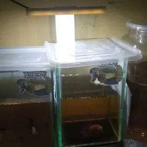 Lampu LED Aquarium Mini 5Volt model jepit soliter,pencahayaan optimal,banyak pilihan warna ukuran jumlah mata ,lampu murah,aquarium,aquascape.