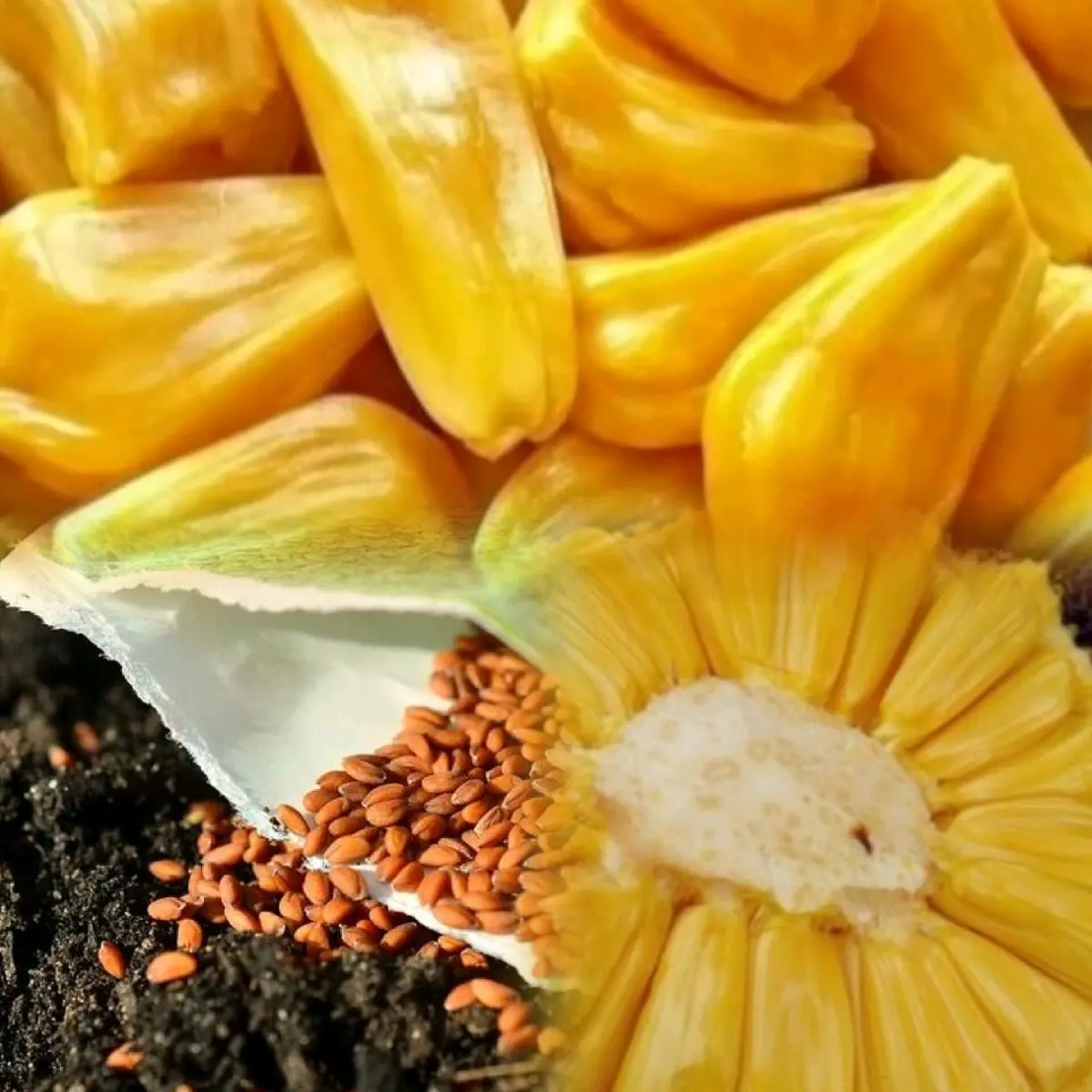 BENIH NANGKA MADU KUALITAS SUPER PREMIUM (Bibit Nangka Madu)