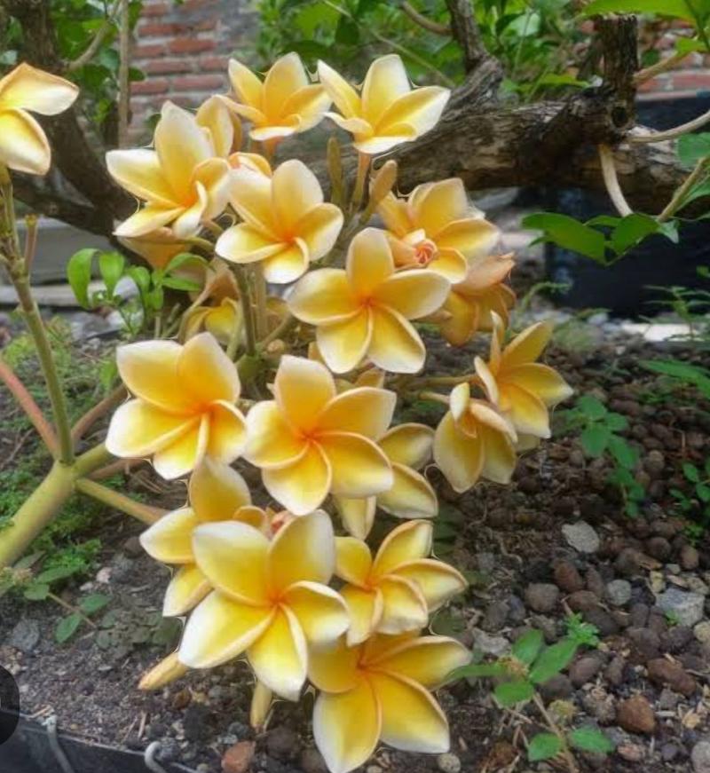 Product Introduction of 3 butir biji benih tanaman bunga Kamboja Bali kuning siap semai 5