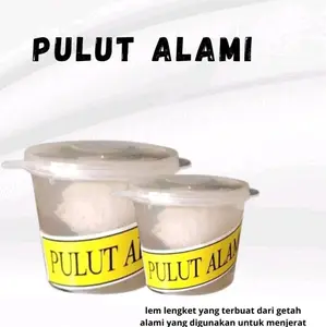 PULUT  BURUNG PULUT ALAMI