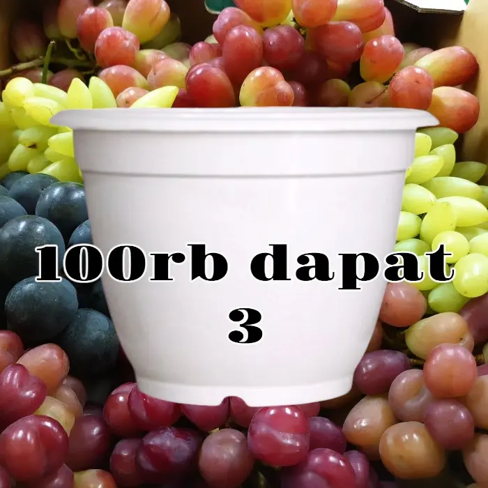 benih anggur import super 100rb dapat 3 benih
