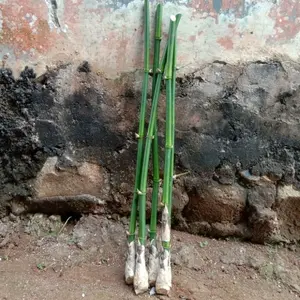 BIBIT BAMBU HIJAU HIDUP ISI 5 PCS siap tanam bibit bambu AMPEL premium kualitas bagus untuk taman dan dekorasi rumah