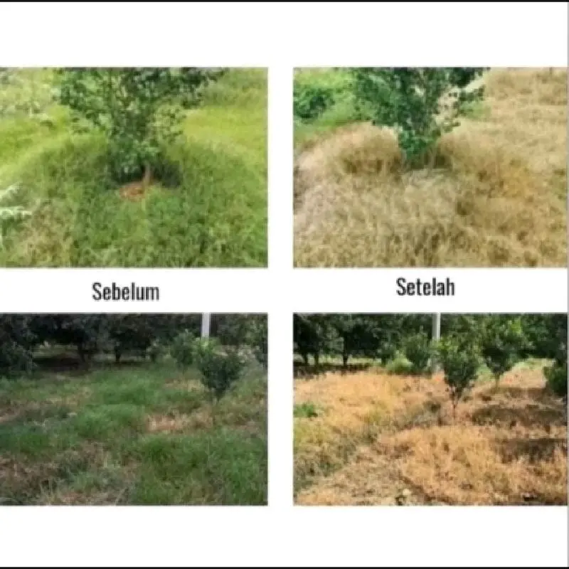 Herbisida Bubuk Tree Killer untuk membunuh Pohon Bambu, dan Rumput 2