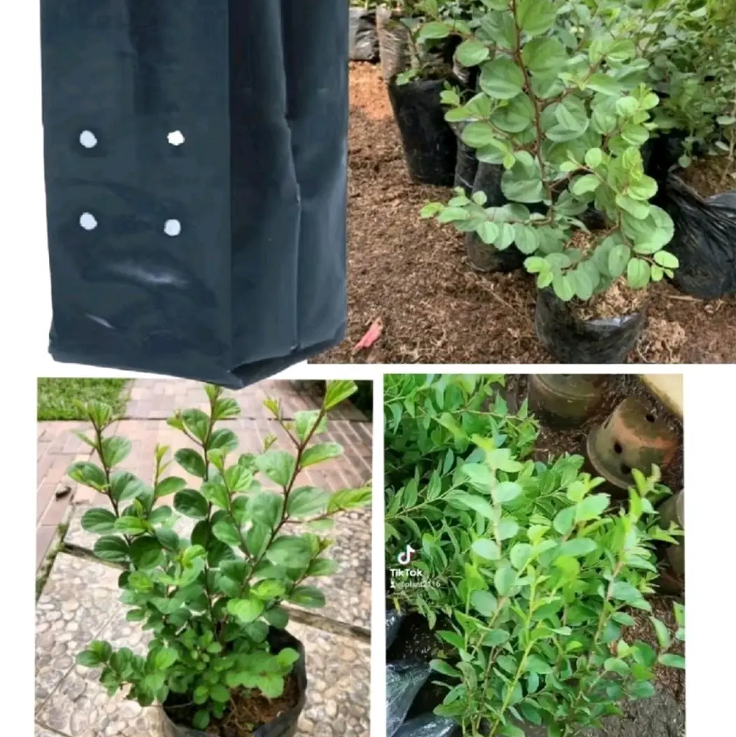 Polybag untuk pohon bidara arab Tanaman