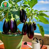 Gambar 100% Asli 200 Biji Benih Terong Ungu Besar Hasil Tinggi Untuk Menanam Tanaman Sayuran Benih Terong Bulat Hibrida F1 Benih Organik Segar Benih Sayuran Bonsai Untuk Berkebun Benih Condor Buto Ng Gulay Bibit Sayuran Benih Talong Mudah Tumbuh - 4 packs - Seeds dari Benih Pilihan Alam Kota Administrasi Jakarta Pusat 3 Tokopedia