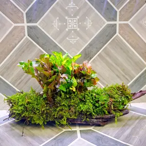 Kayu rentek triminil mix tanaman aquascape