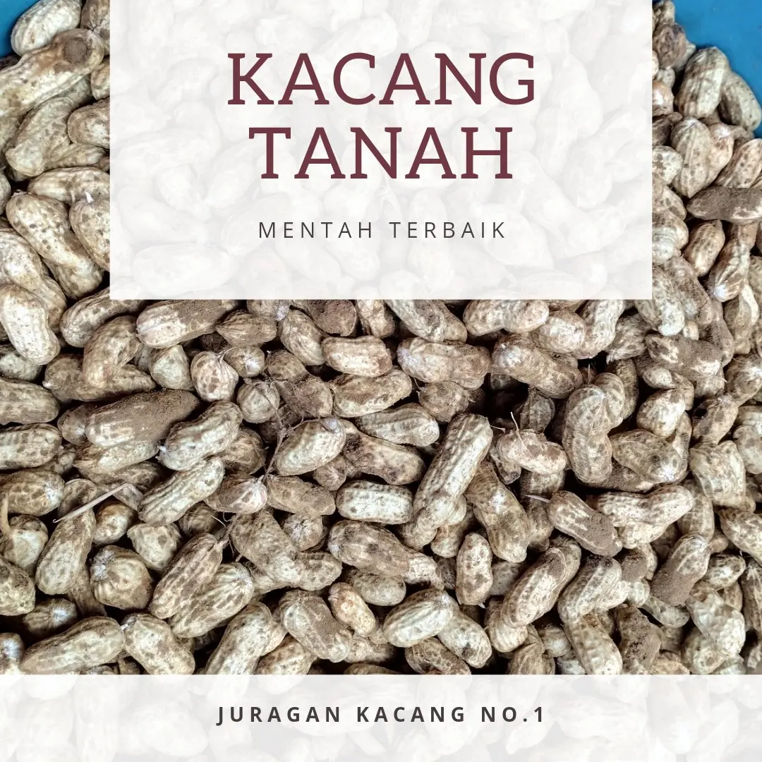 kacang tanah mentah terbaik no. 1
