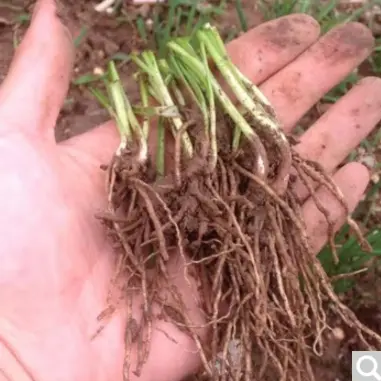 Snow leek seeds do not lie in the four seasons farmyard wide-leaf seed large-leaf vegetable seed