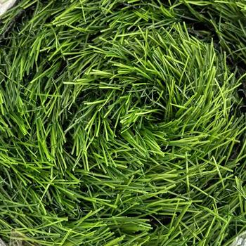Product Review of Rumput Sintetis Swiss ukuran 2 meter x 30cm / Dekorasi Taman artifisial. Hijau from d**6 0