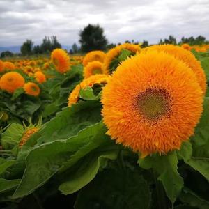 50SemillasdeHelianthusAnnuus"TeddyBear"FácilesdeCultivarFloresPeludasCompactasIdealparaDecoracióndeBalconesyJardinesPequeños