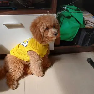 Baju Kucing Lucu “TAHANAN RUMAH”  | Outfit Kucing Anti Galau, Adem, & Stylish – Banyak Warna Pilihan!