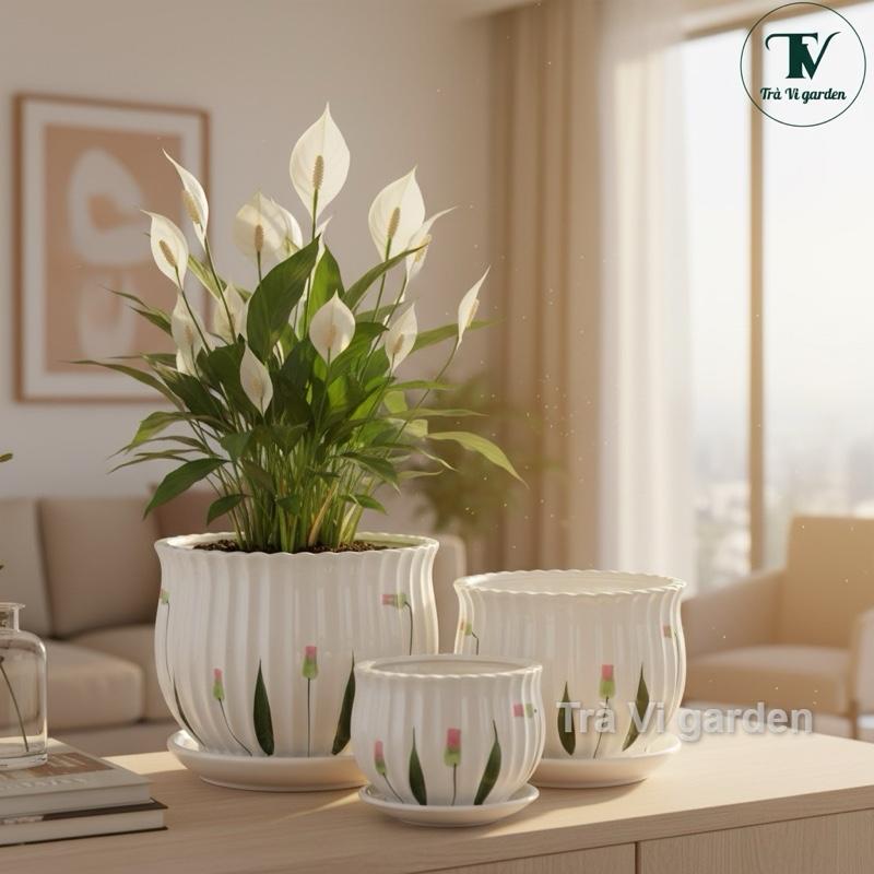chậu trồng cây Chậu sứ trắng trồng cây nhiều kích thước và phân loại