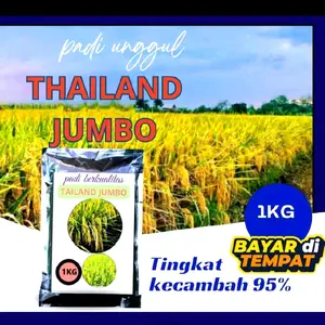 benih padi 1KG original Thailand jumbo terbaik