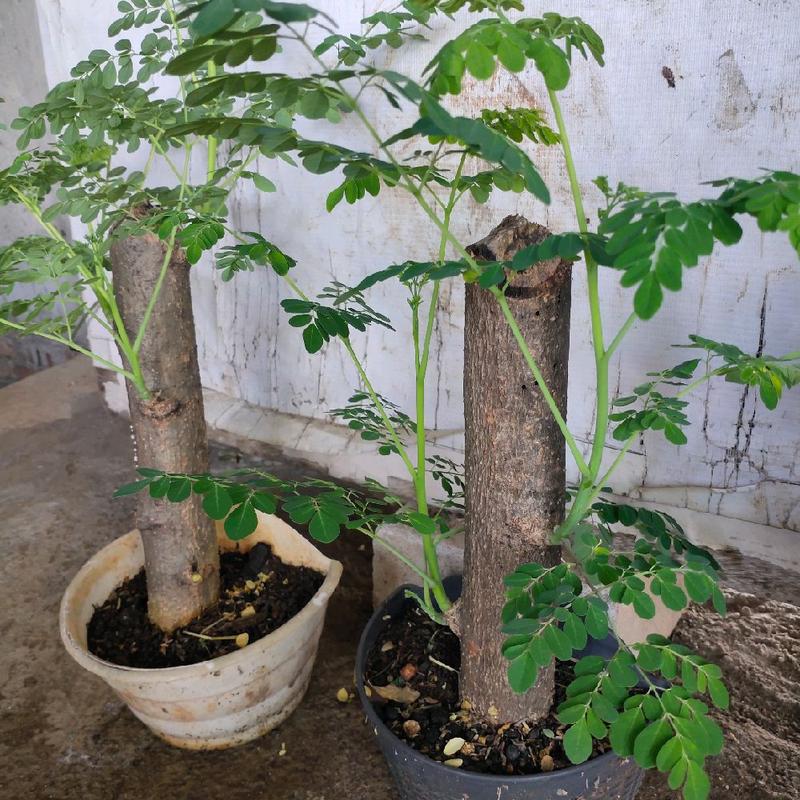 Pohon Bonsai Kelor | Tinggi batang keras | Batang tunggal 2