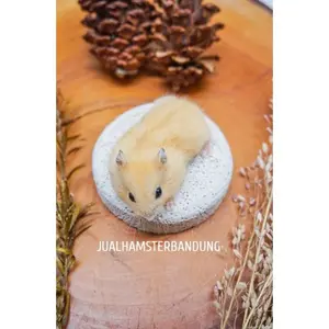 Gigitan Hamster | Mineral Stone Hamster | Gnawing Stone Hamster