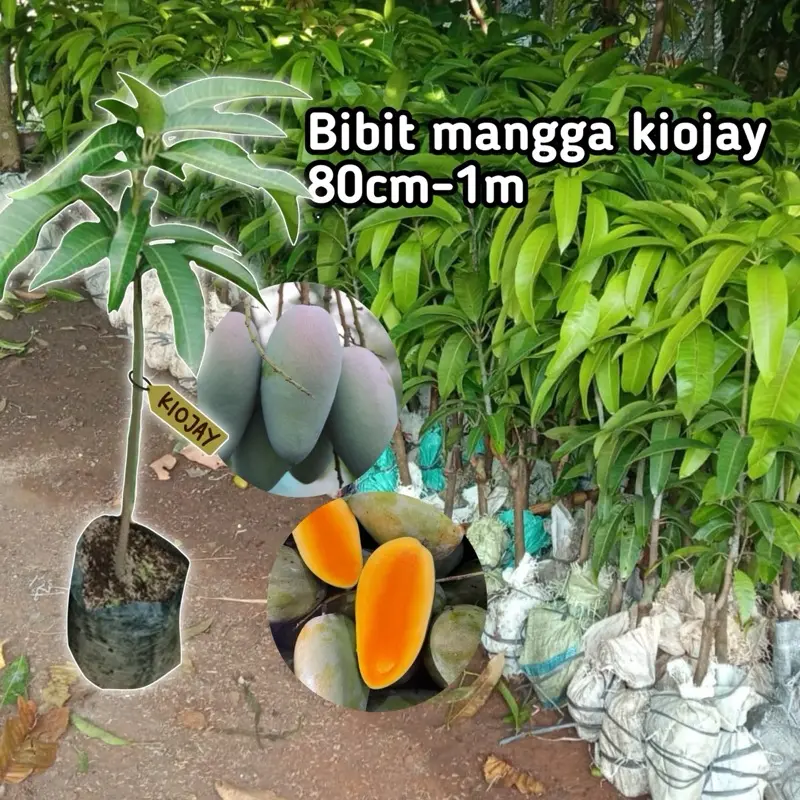 Bibit Mangga Kiojay Okulasi 80cm-1meter, Varian Valid, Mudah Berbuah, Hasil Kebun Sendiri