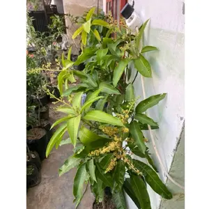 Bibit Tanaman Mangga All Jenis Super Rimbun Premium