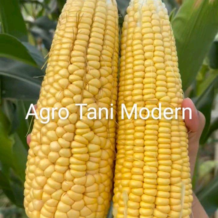Benih Jagung Jepang Manis Mqdu (isi 200 biji) 5