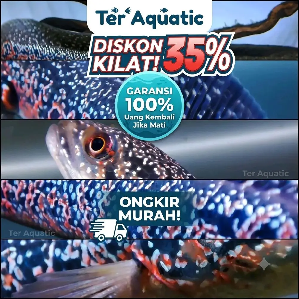 promo 2ekor channa rsp kalimaya paket hemat bergaransi kualitas grade A+