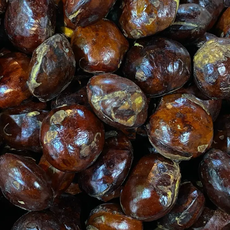 jengkol tua belom di rendem 2