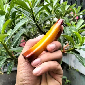 oncie sari gg lawasan 10 cm