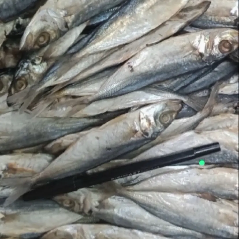 Ikan asin Layang / japuh murah
