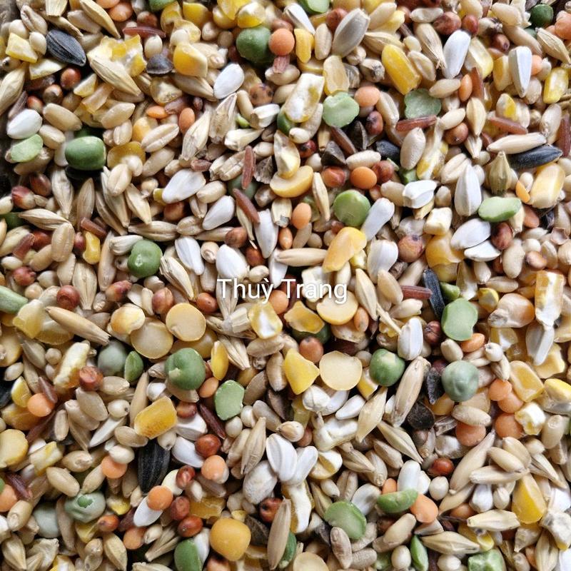 Ngũ cốc hạt không cám 10kg tặng nghệ hoặc sâu canxi Hạt Ngũ Cốc