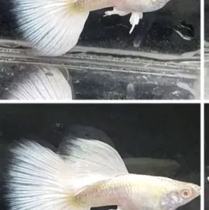 Hiasan rumah guppy platinum albino AFP