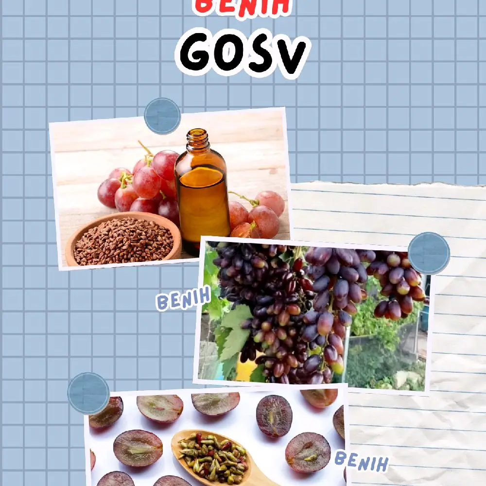 benih anggur gosv mudah berbuah di jamin valid