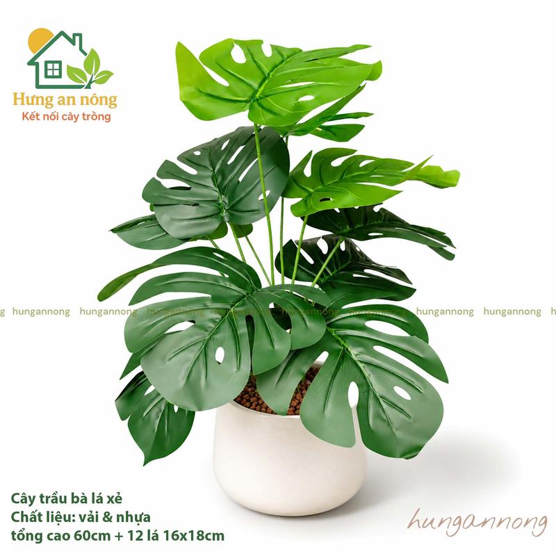 Cây trầu bà lá xẻ giả 12 lá cao 60cm decor trang trí chậu cây tiểu cảnh quán cà