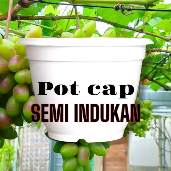 pot putih cap semi indukan anggur import
