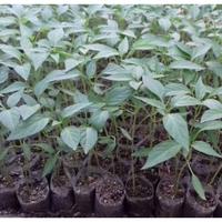 Gambar 10 Lembar polybag kecil Cocok untuk semai benih tanaman Murah - Varian, Standar dari Nada fast benih jaya Kab. Banyumas 4 Tokopedia