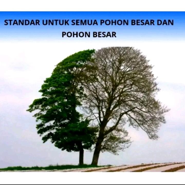Beli 3 gratis 1 Kill Grass Herbicides organic bunuh gulma tanpa merusak tanamannya 3