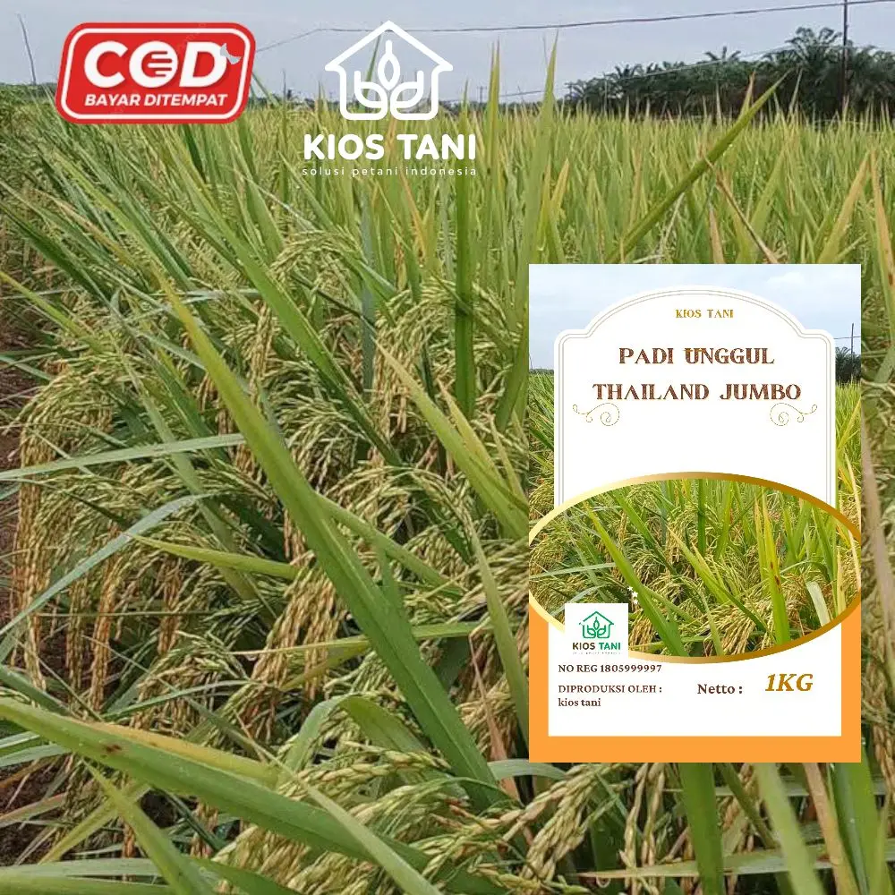 Padi Unggul Thailand Jumbo 1KG - Berkualitas Tinggi